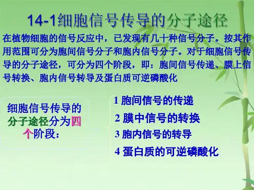 第十四讲： 细胞信号传导(共36张PPT)