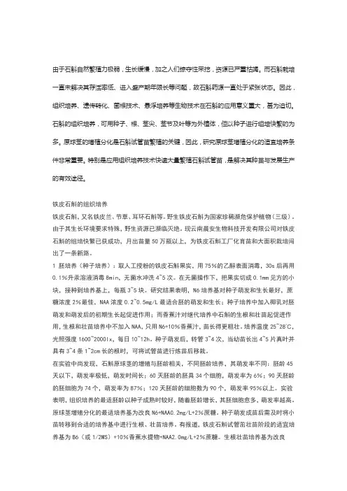 铁皮石斛的组织培养