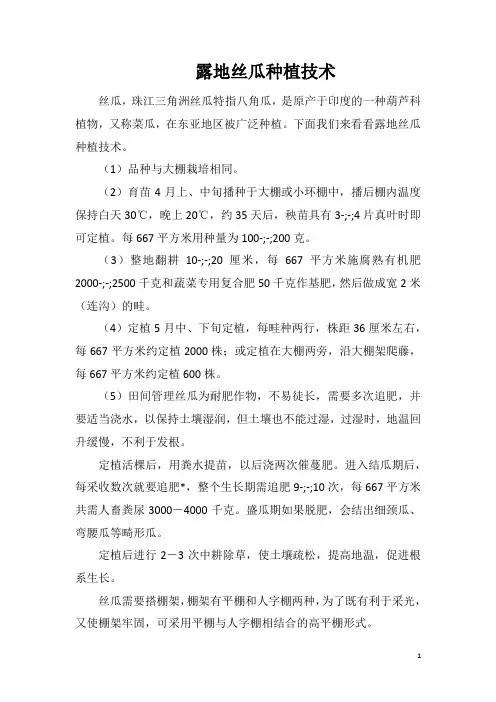 露地丝瓜种植技术