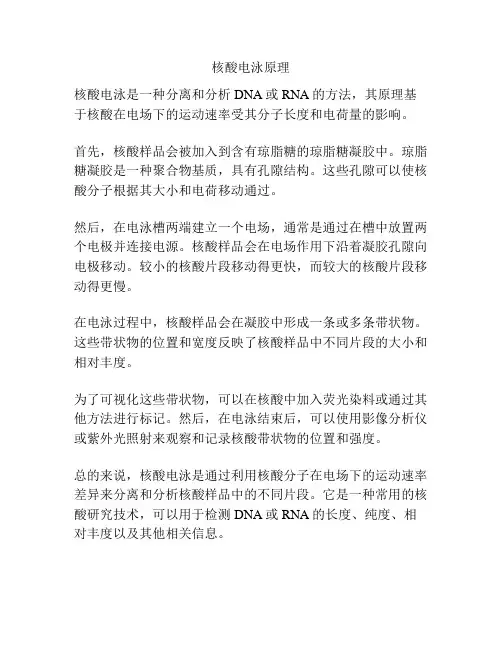 核酸电泳原理