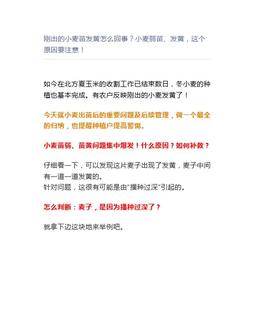 【农业】刚出的小麦苗发黄怎么回事小麦弱苗、发黄,这个原因要注意