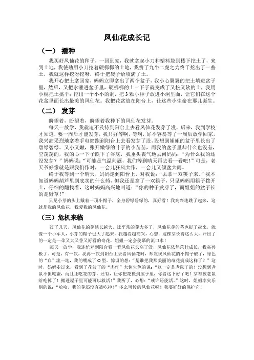 凤仙花成长记