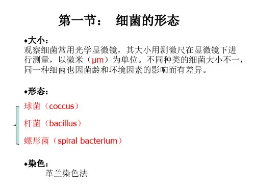 2细菌形态结构-PPT文档资料