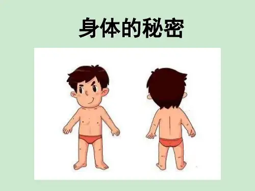 身体的秘密 ppt课件