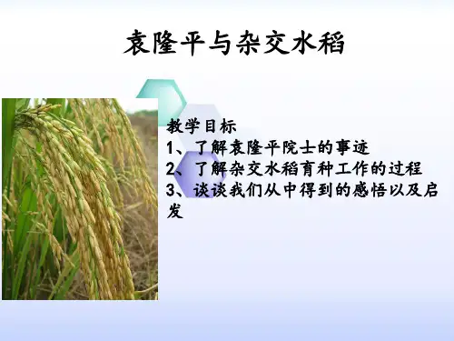科学家的故事袁隆平与杂交水稻