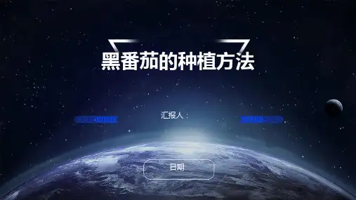 黑番茄的种植方法