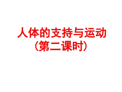 人体的支持与运动PPT课件