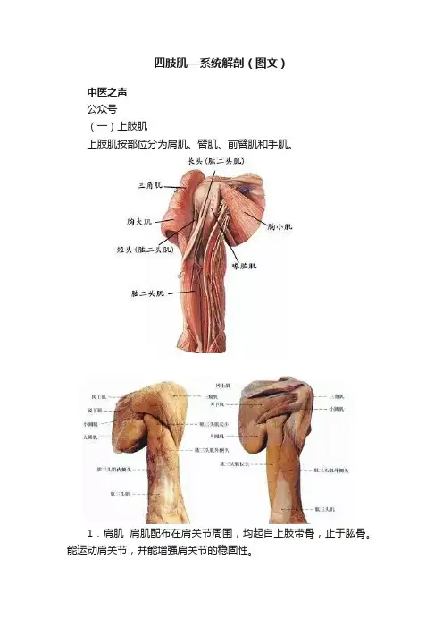 四肢肌—系统解剖（图文）