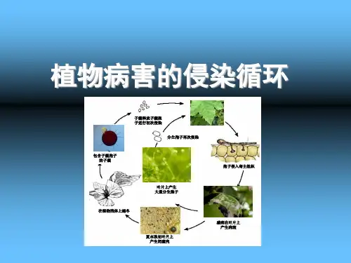林木病理学_ 林木侵染性病害的发生过程与侵染循环(2)_02-侵染循环_