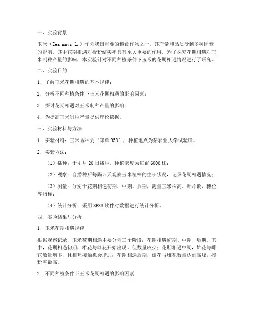玉米花期相遇实验报告