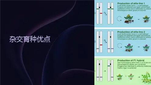 《杂交育种优点》课件