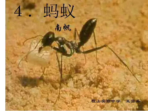 《蚂蚁》--北师大版(新编201911)