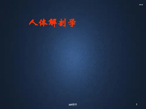 解剖学神经系统  ppt课件