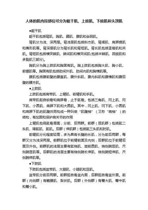 人体的肌肉按部位可分为躯干肌、上肢肌、下肢肌和头颈肌