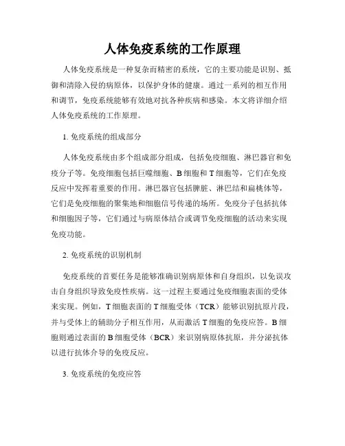 人体免疫系统的工作原理