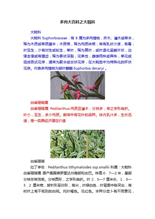 多肉大百科之大戟科