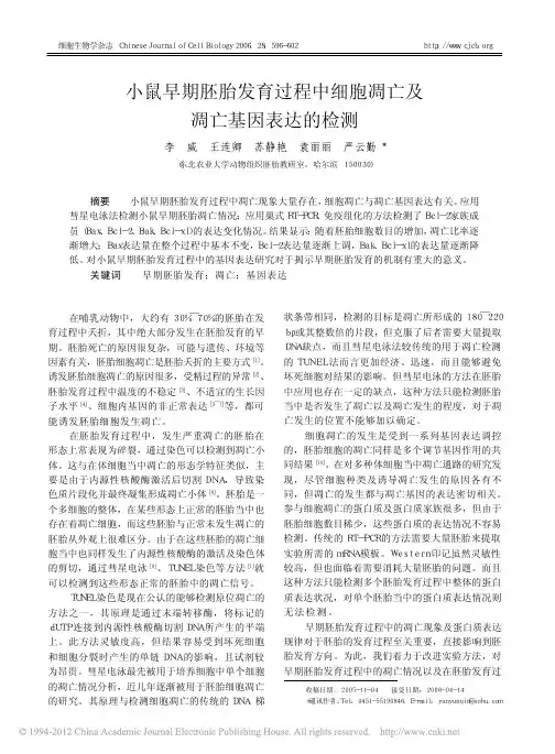 小鼠早期胚胎发育过程中细胞凋亡及凋亡基因表达的检测