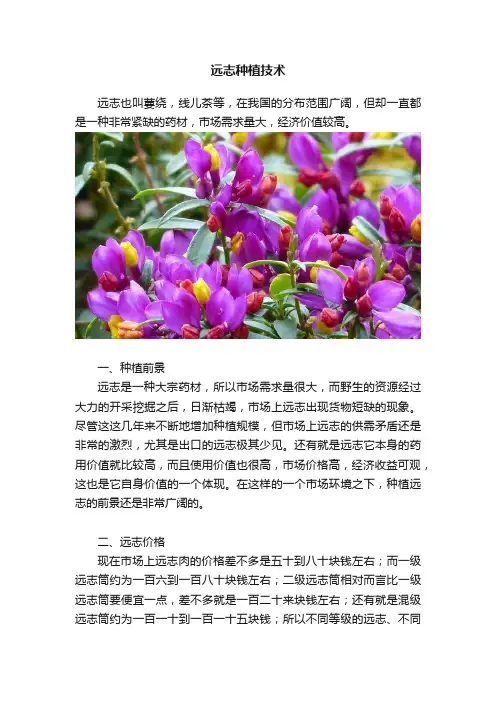 远志种植技术