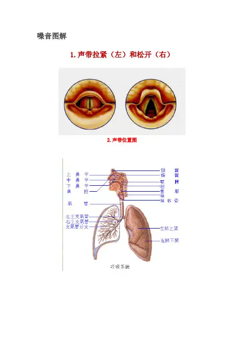 嗓音图解