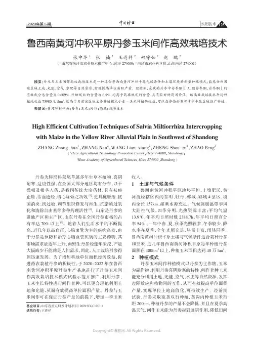 211219951_鲁西南黄河冲积平原丹参玉米间作高效栽培技术