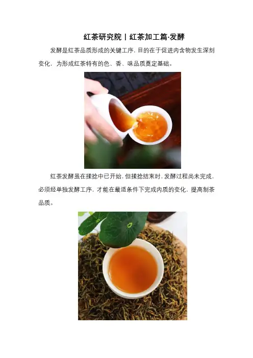 红茶研究院丨红茶加工篇·发酵