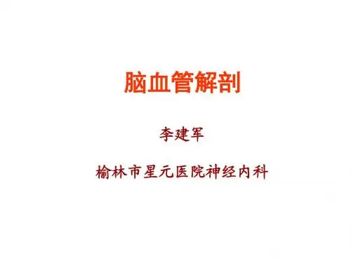 脑血管解剖