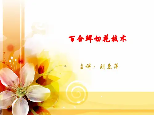 鲜切百合栽培技术 幻灯片