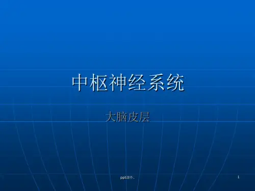 大脑皮层功能区简介ppt课件