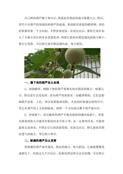 自己种的葫芦摘下来怎么处理,新摘的葫芦怎么变黄