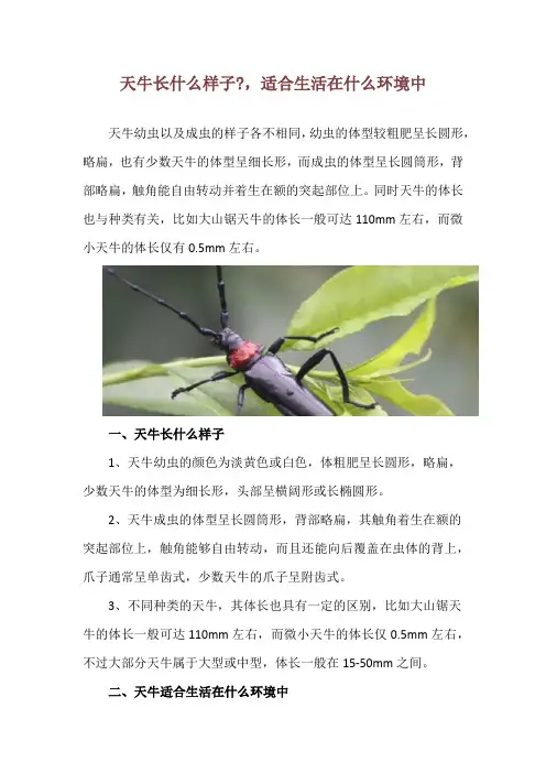 天牛长什么样子-,适合生活在什么环境中