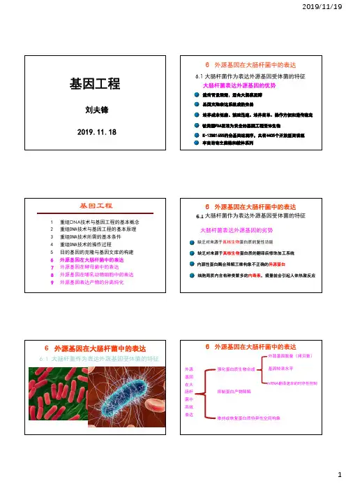 基因工程-外源基因在大肠杆菌中的表达1