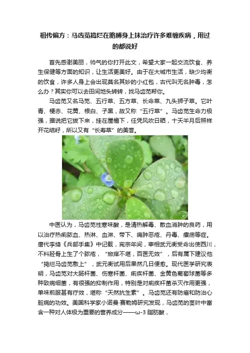 祖传偏方：马齿苋捣烂在胳膊身上抹治疗许多难缠疾病，用过的都说好