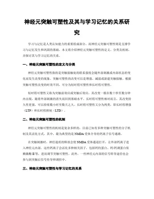 神经元突触可塑性及其与学习记忆的关系研究