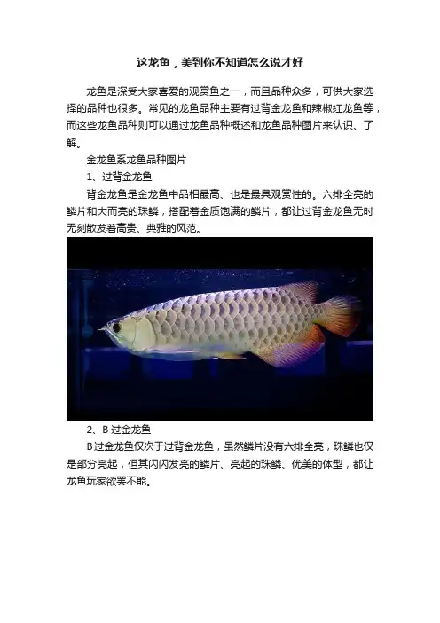 这龙鱼，美到你不知道怎么说才好