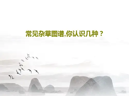 常见杂草图谱,你认识几种？72页PPT
