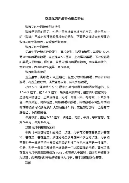 玫瑰花的外形特点形态特征
