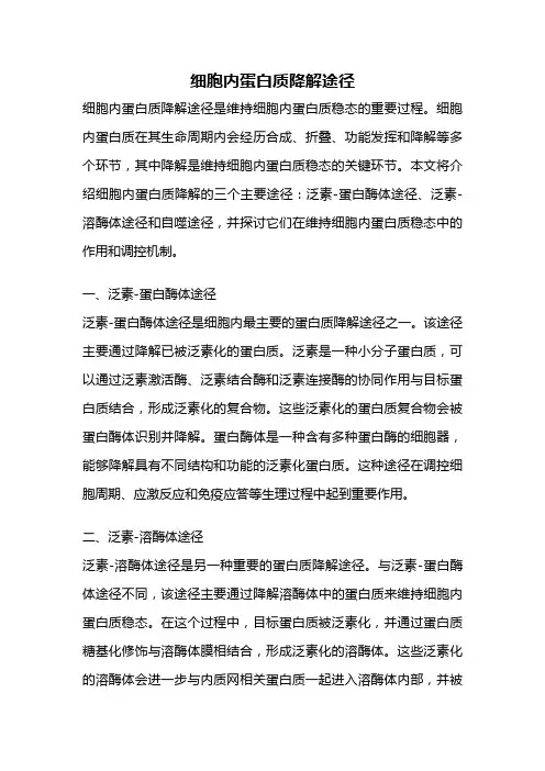 细胞内蛋白质降解途径