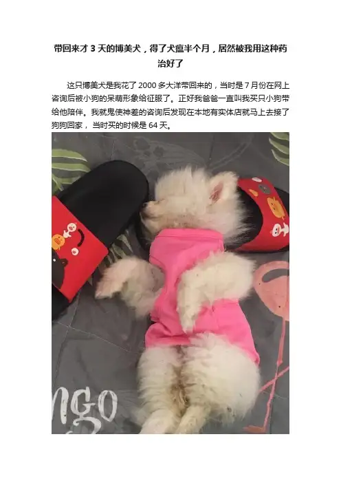 带回来才3天的博美犬，得了犬瘟半个月，居然被我用这种药治好了