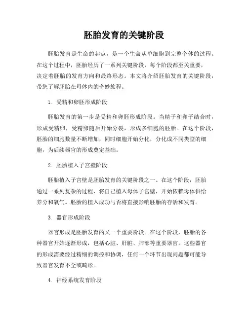 胚胎发育的关键阶段