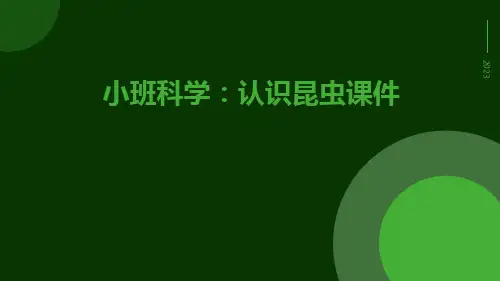 小班科学：认识昆虫课件