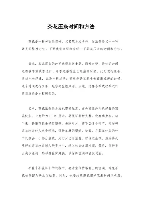 茶花压条时间和方法
