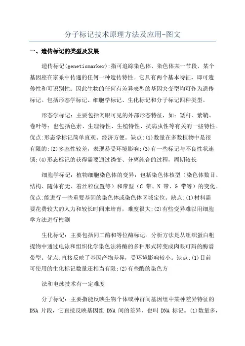 分子标记技术原理方法及应用-图文