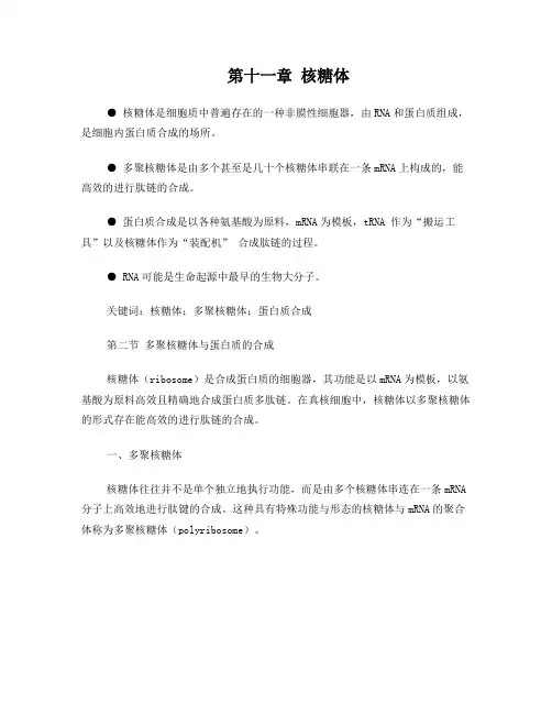 第十一章多聚核糖体与蛋白质的合成