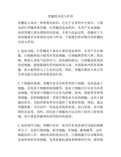 骨髓的功效与作用