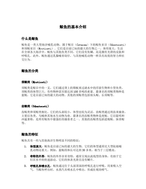 鲸鱼的基本介绍