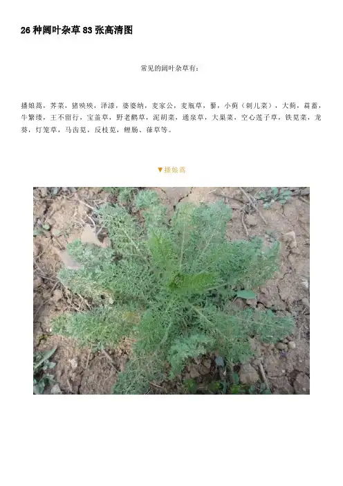 26种阔叶杂草83张高清图