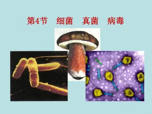 第4节_细菌_真菌_病毒 PPT课件