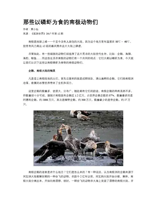 那些以磷虾为食的南极动物们