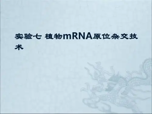 实验七 植物mRNA原位杂交技术-PPT精选文档