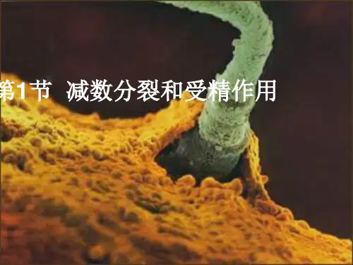 染色体数目变化以及判断各时期细胞